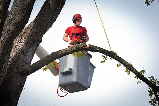 The Steps Involved in Our Tree Care Process in Boca Raton, FL